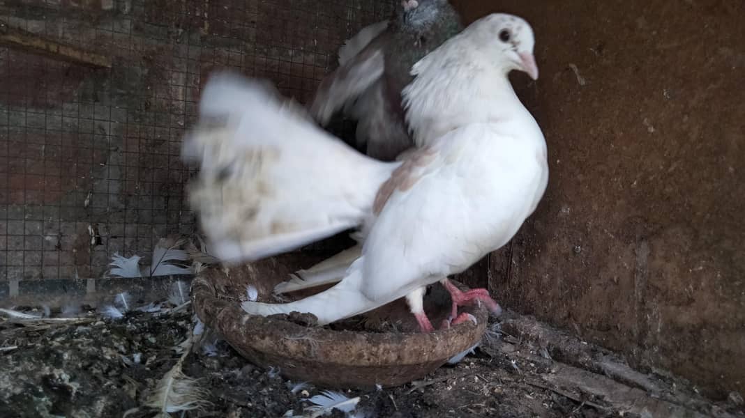 Fancy Pigeons 1