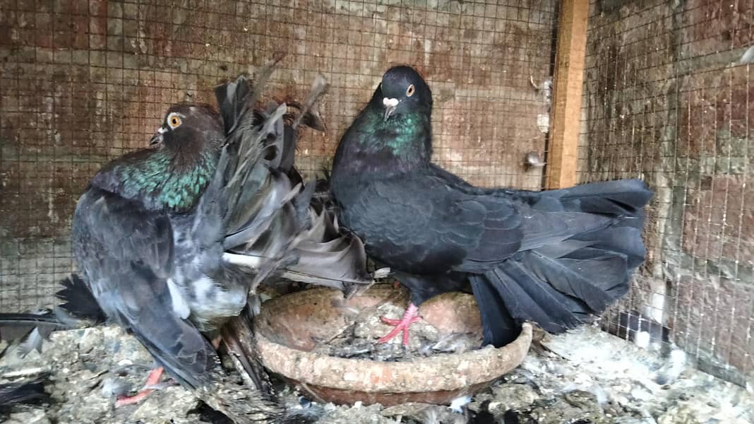 Fancy Pigeons 2