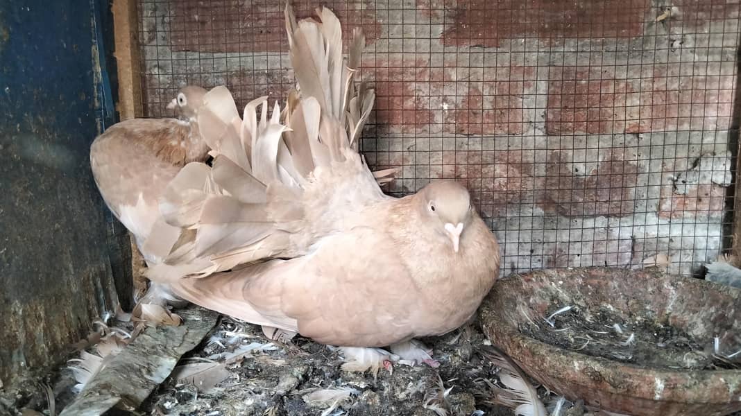 Fancy Pigeons 3