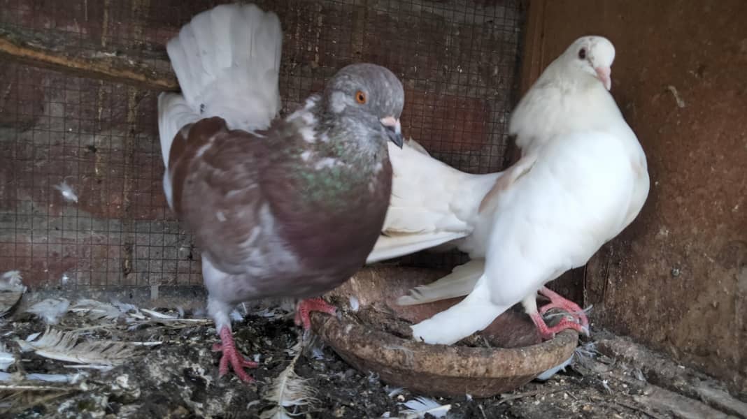 Fancy Pigeons 4