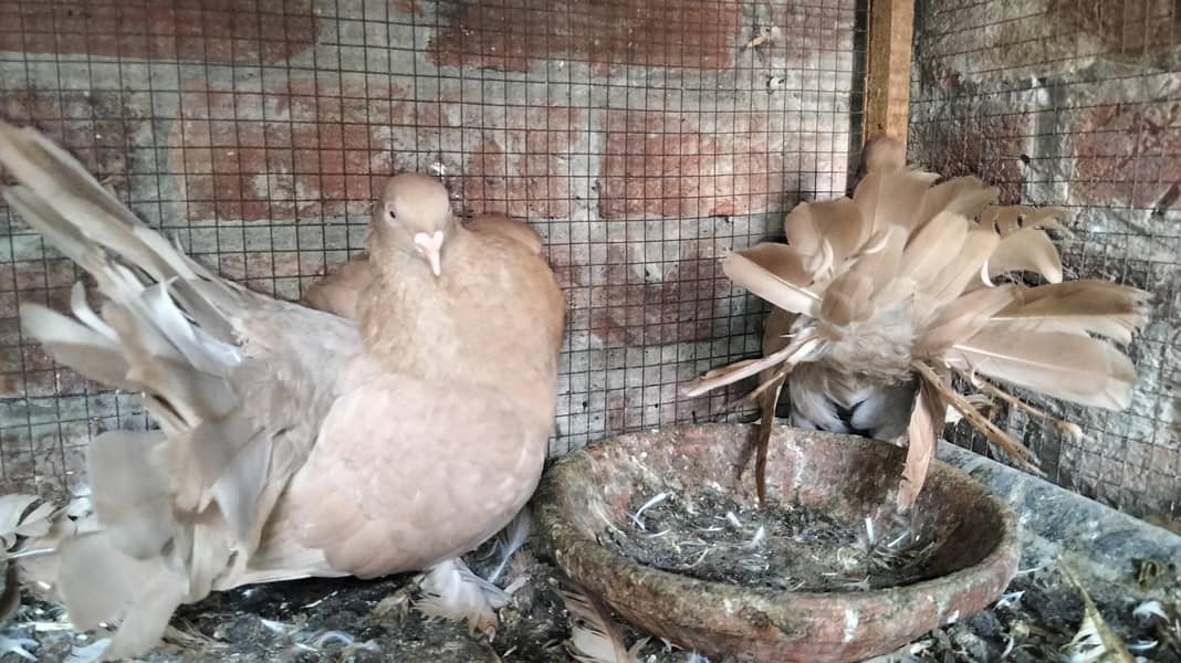 Fancy Pigeons 5