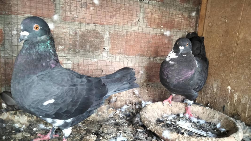 Fancy Pigeons 6