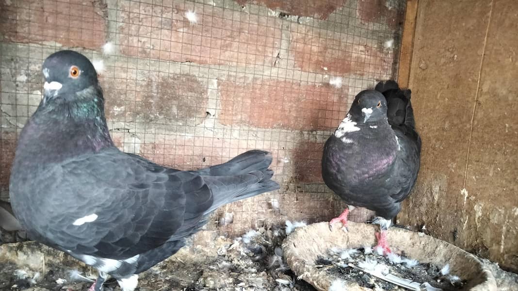 Fancy Pigeons 7