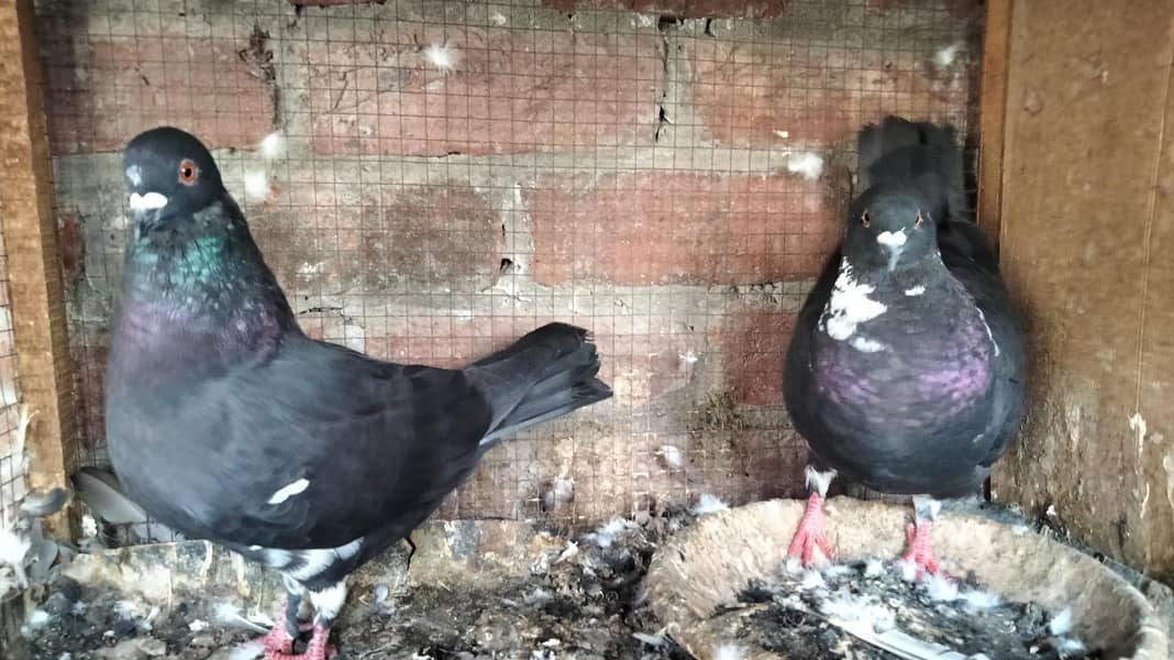 Fancy Pigeons 8