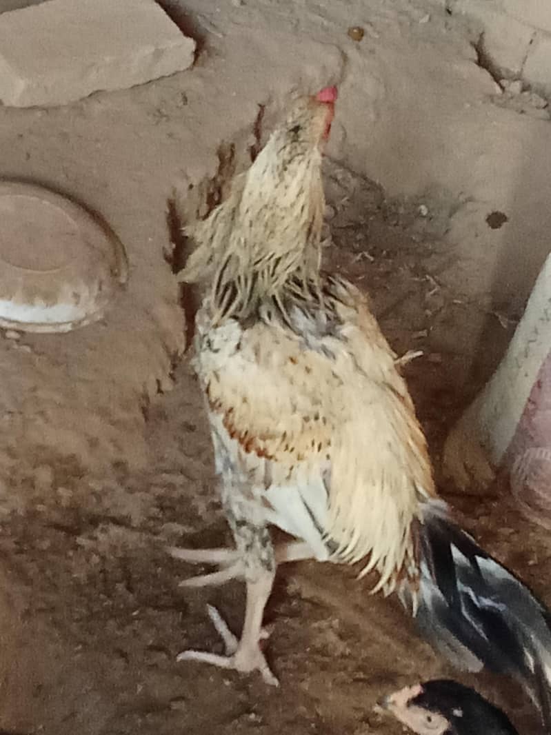 aseel murgha 1