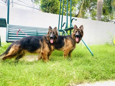 German Shepherd Dog | Long Coat German Shepherd Pair | GSD For Sale
