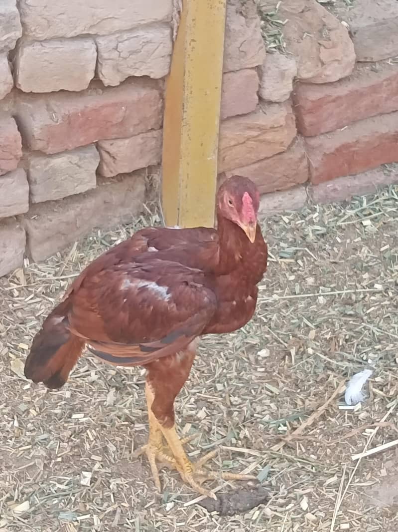 asell patha pathi 0