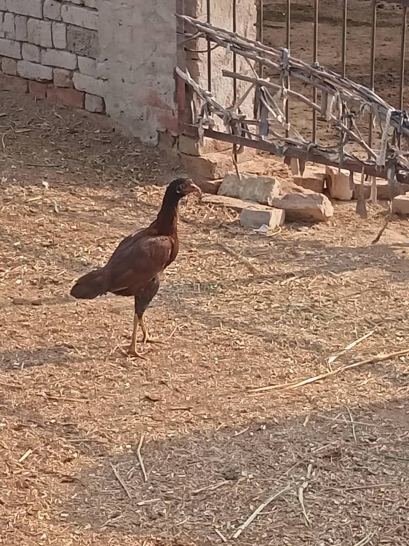 asell patha pathi 1