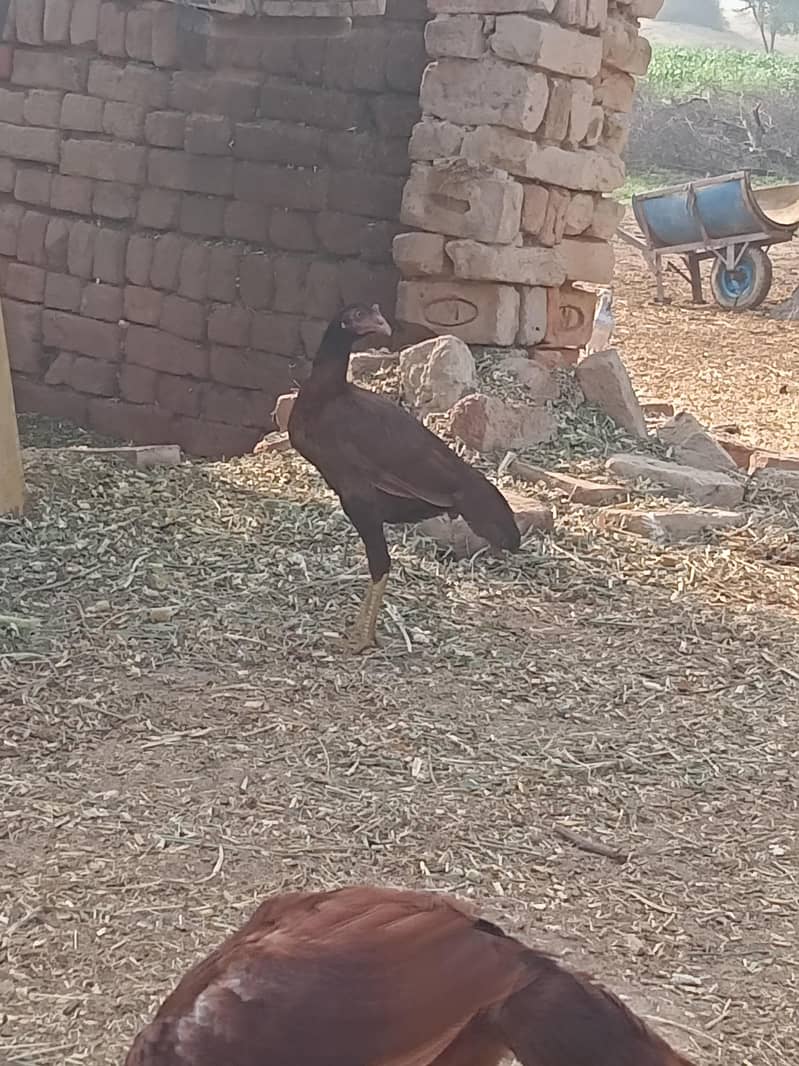 asell patha pathi 3