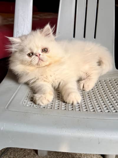 Pure White Persian Kittens