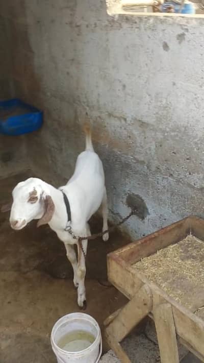 dodh wali bakri he or aik  bacha bi h