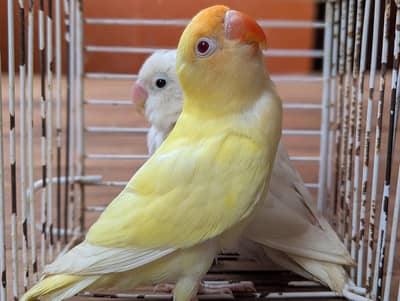 Albino creamino adult