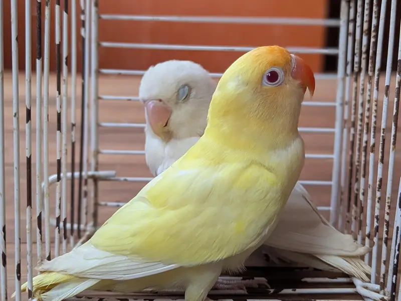 Albino creamino adult — photo 2