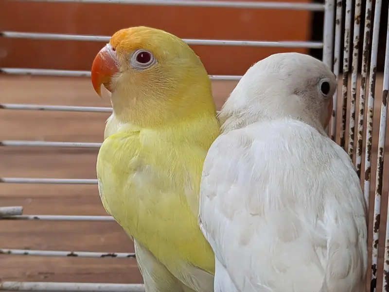 Albino creamino adult — photo 3