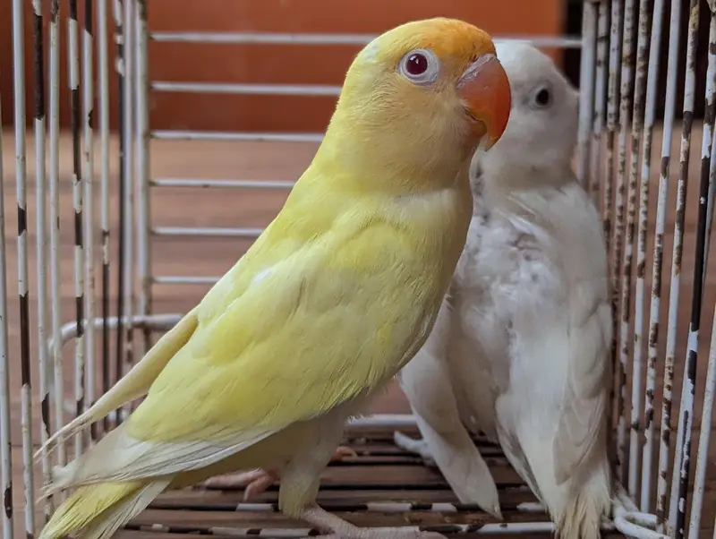 Albino creamino adult — photo 4