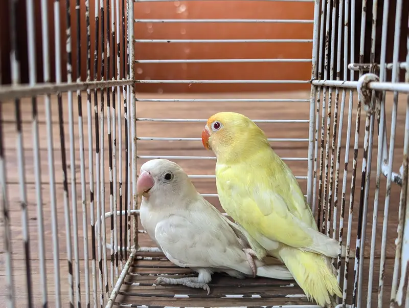 Albino creamino adult — photo 5