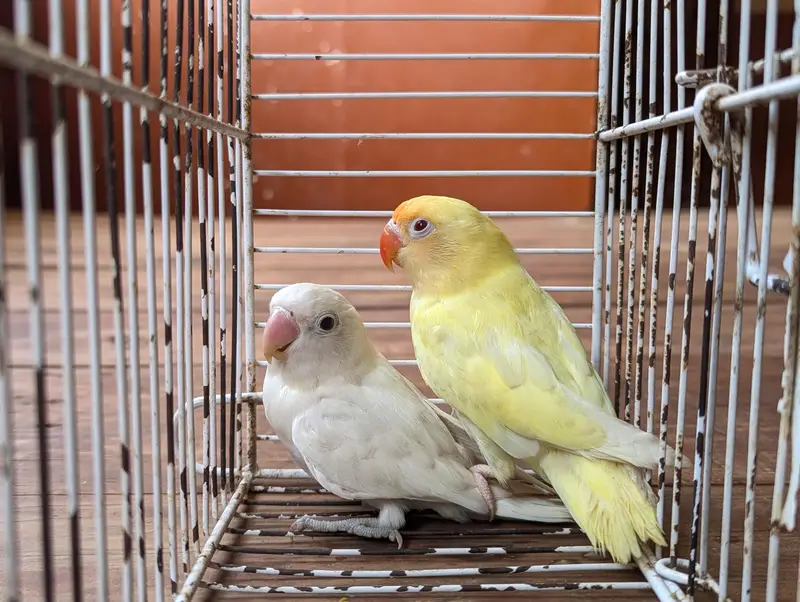 Albino creamino adult — photo 6