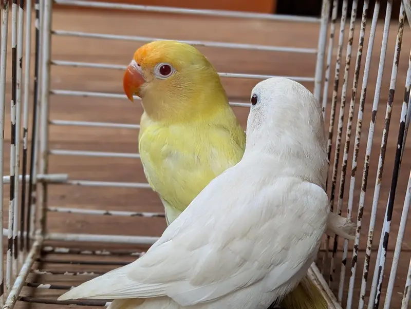 Albino creamino adult — photo 7