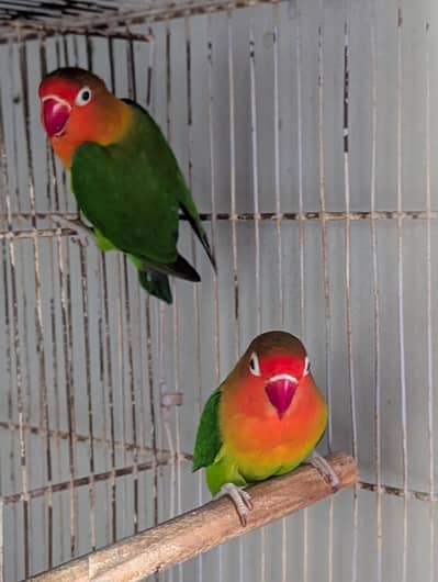 FISHER BREEDER PAIR
