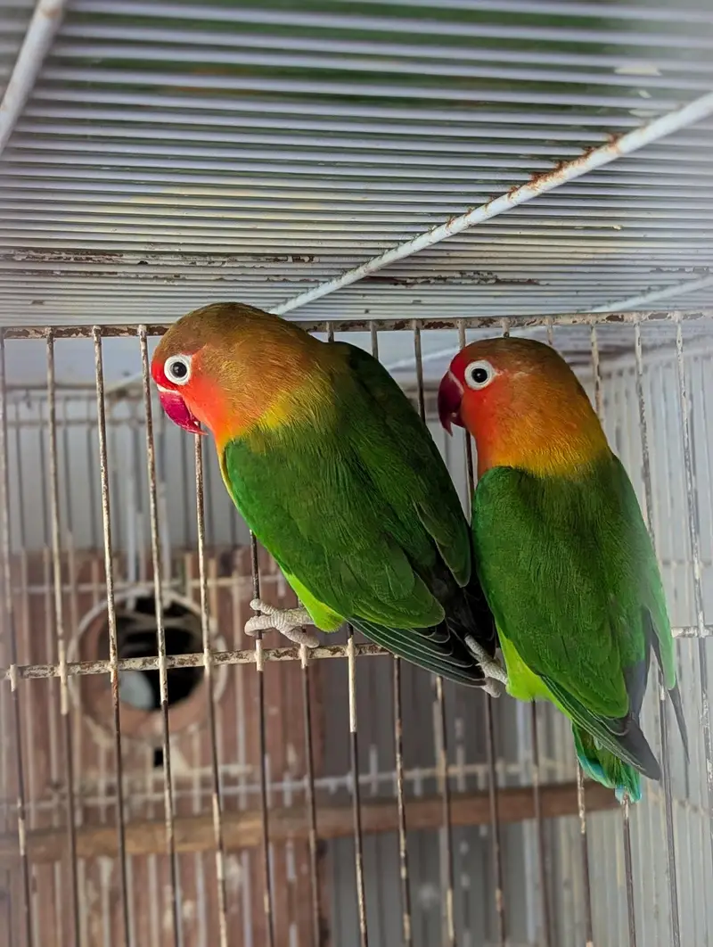FISHER BREEDER PAIR — photo 6