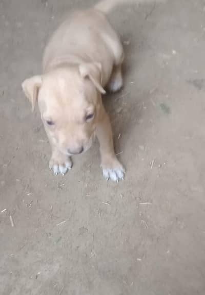 pitbull female puppy