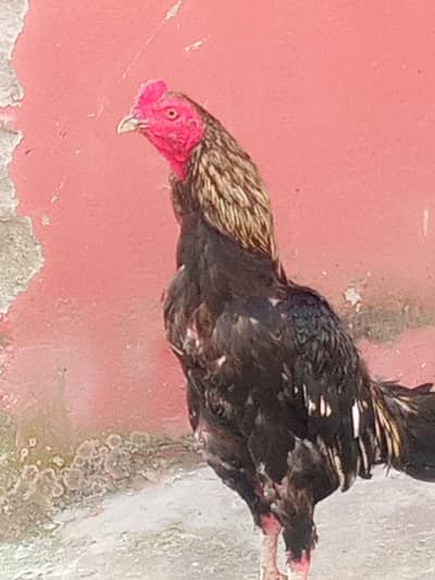miawali