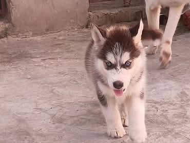 Siberian husky (0-3-0-9-4-8-0-4-7-0-1)