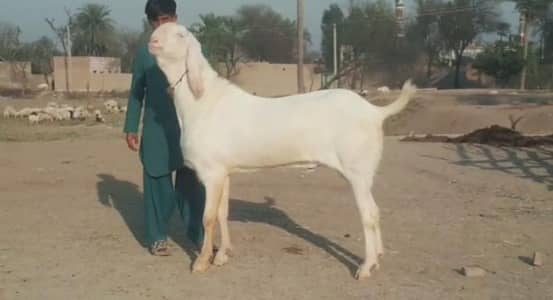 desi Bakra for sale CAll //03230718297