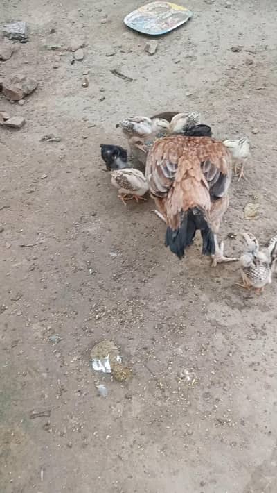 2 aseel murgiya with 18 chicks for sale chicks 22 din ke han