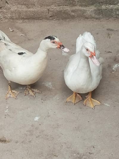 egg laying White Muscovy other margabi ducks urgent sale