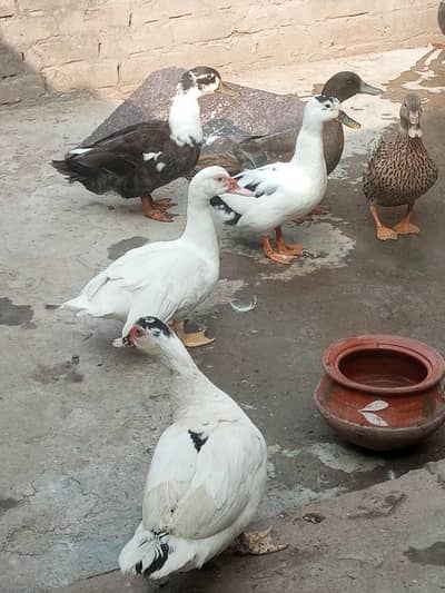egg laying White Muscovy other margabi ducks urgent sale