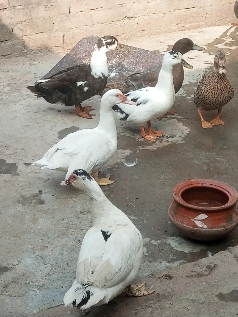 egg laying White Muscovy other margabi ducks urgent sale — photo 2