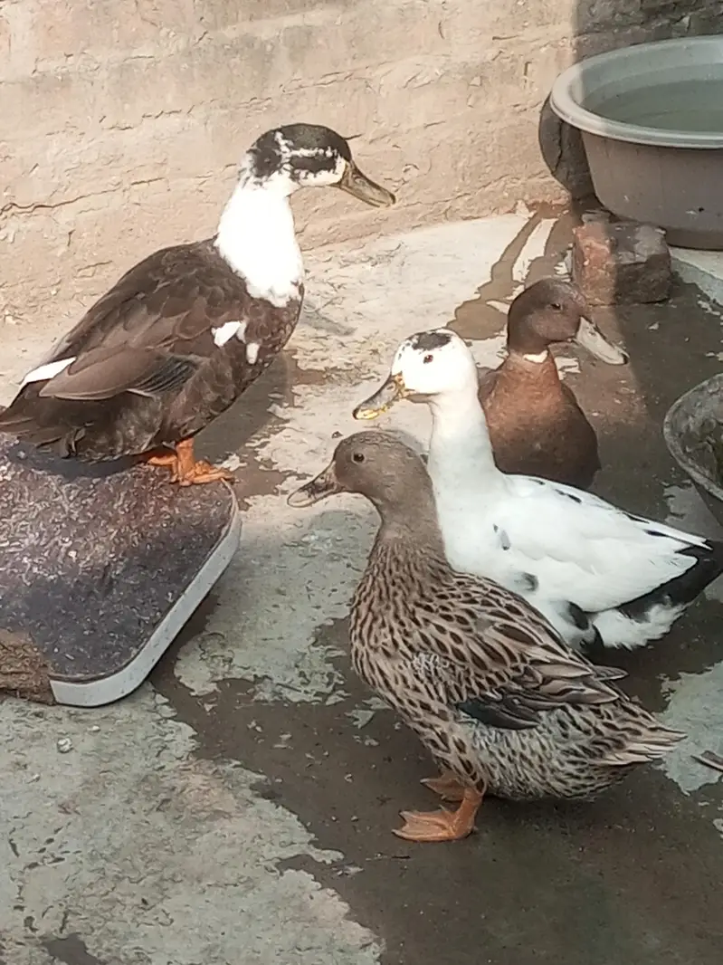 egg laying White Muscovy other margabi ducks urgent sale — photo 3