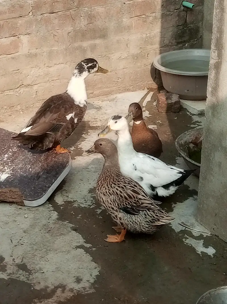 egg laying White Muscovy other margabi ducks urgent sale — photo 4