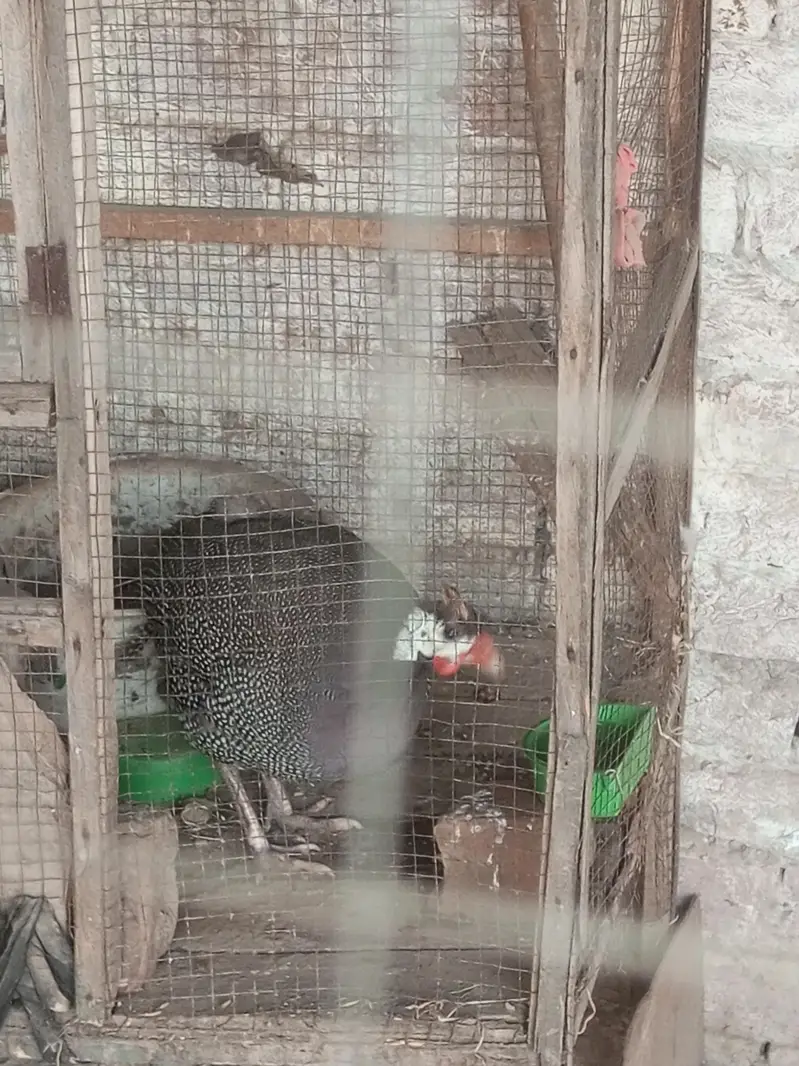 egg laying White Muscovy other margabi ducks urgent sale — photo 5