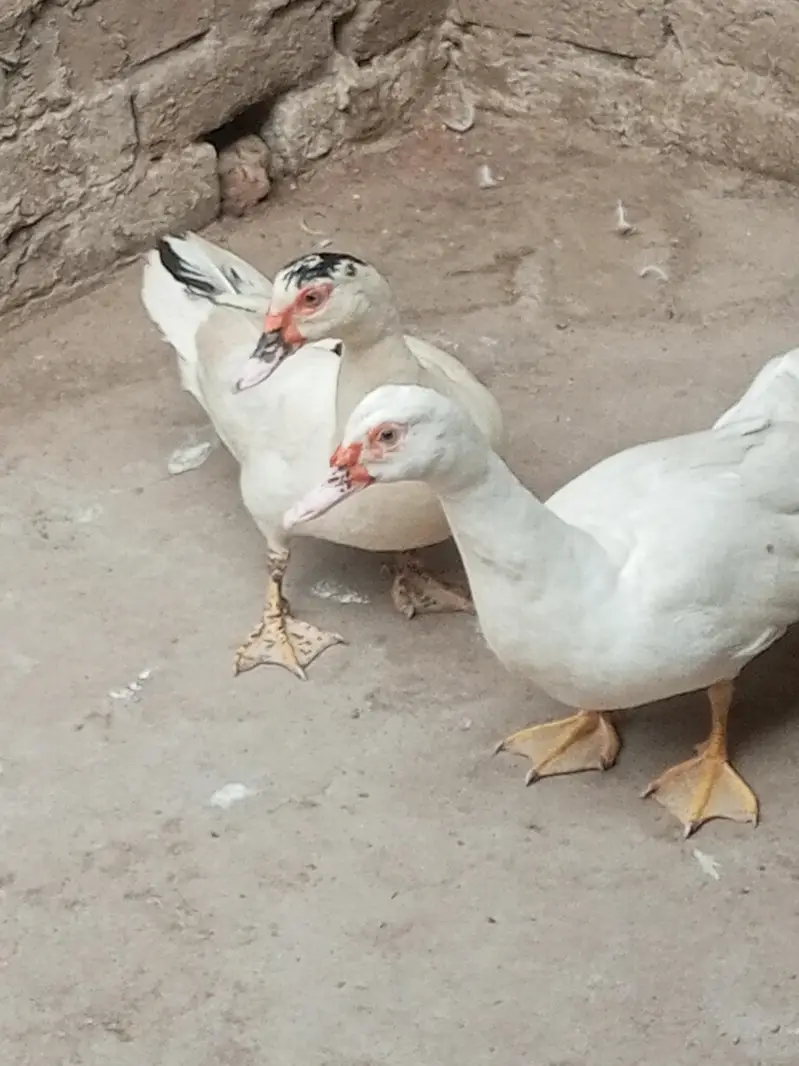 egg laying White Muscovy other margabi ducks urgent sale — photo 6