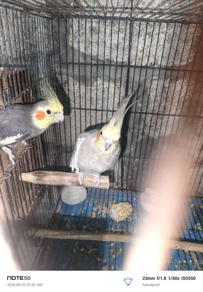 Cocktail Confirm Breeder Pair