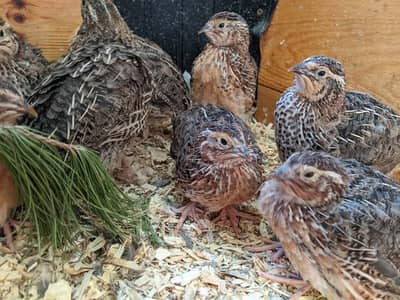 Hussain quail farm and hatchery