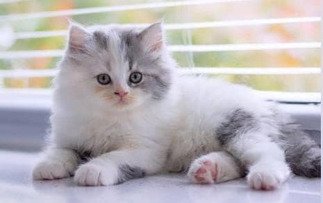 kitten for sale