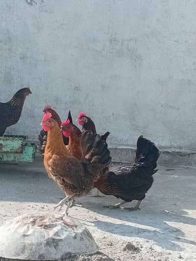 Golden misri staer murgi available 40% anda dy rhe h waite 1400 1500 g
