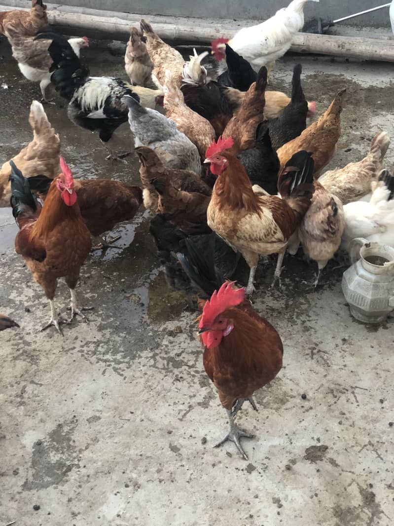 Desi eggs 0