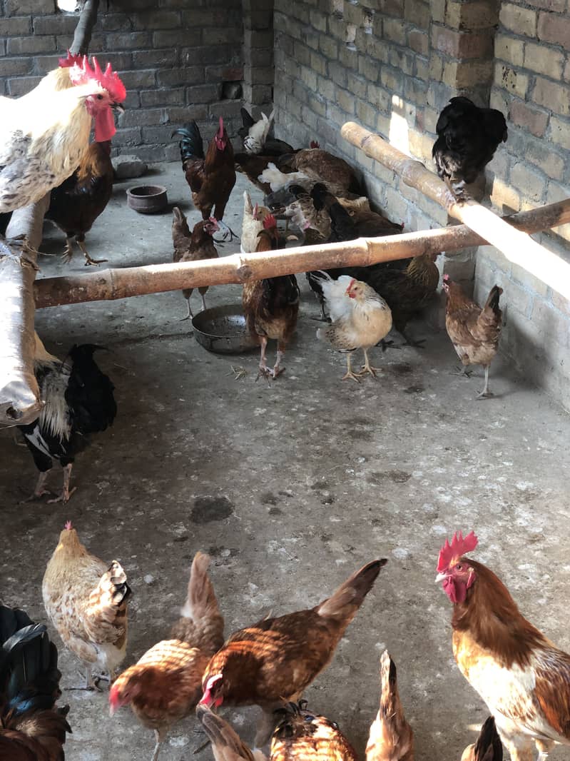 Desi eggs 4