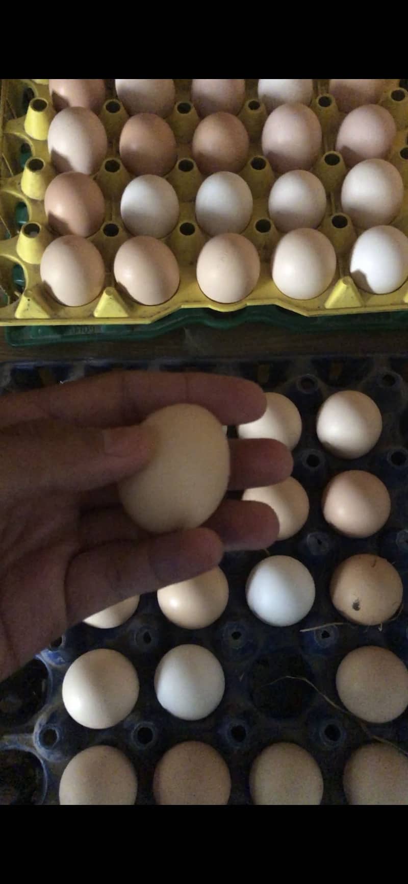 Desi eggs 6