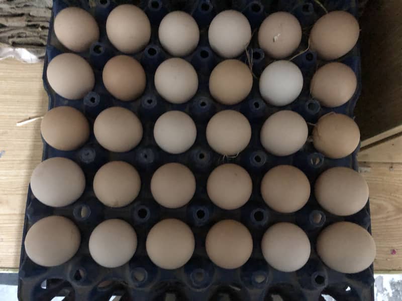Desi eggs 7