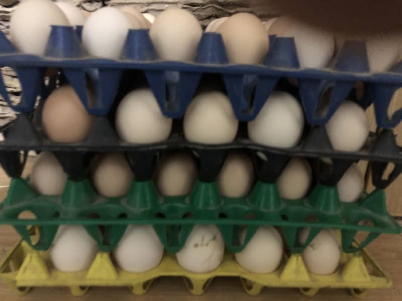 Desi eggs 8
