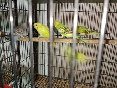 Ready to breed budgies