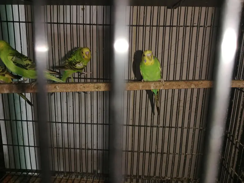Ready to breed budgies — photo 2