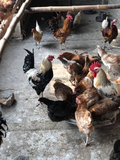 Home desi eggs