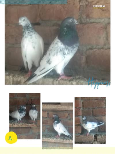 Super Fly Pigeons
