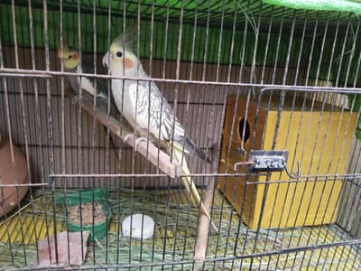 Birds lover